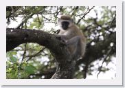 08AkageraAllDayGameDrive - 008 * Vervet Monkey.